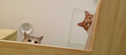 私たちにできる動物愛護