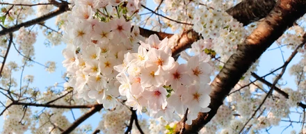 京都支社のメンバーでお花見ランチをしました！