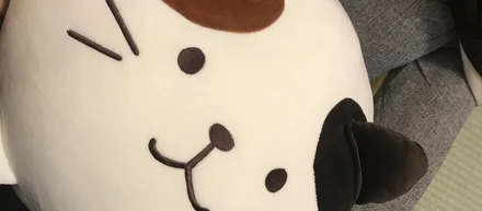 プロフィールの猫