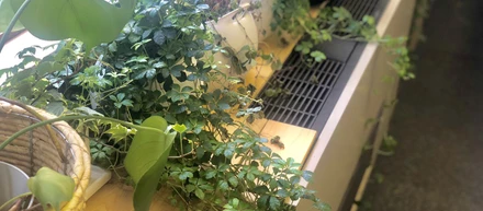 株式会社ヤンでは緑を育てています