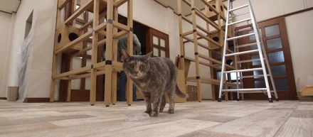 ニャンダフルシェルフ