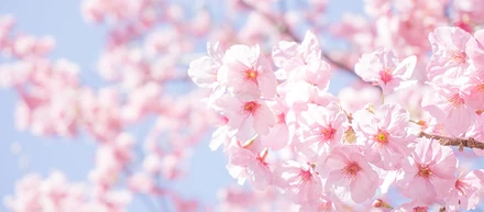 もうすぐ桜の季節ですね！