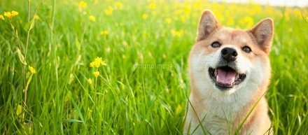 私のお友達「柴犬くーちゃん」