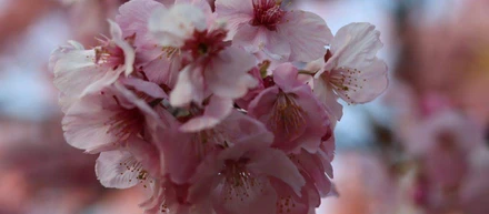 [WISE OWL HOSTELS TOKYOのヒト]リピーターのゲストからの桜