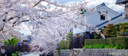 オンラインお花見🌸でしばしリラックスを･･