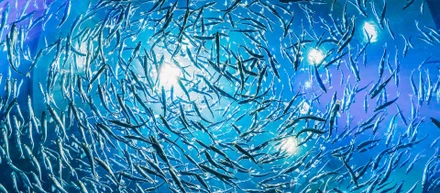 各種メディアに、弊社 AI 技術を用いた魚数計数システムが掲載されました