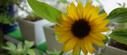 🌻向日葵