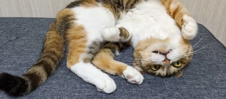 究極の癒やし！社員が飼っている「我が家自慢のペット」が大集合しました🐶😼🐠