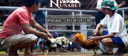 SV388, Agen SV388, Daftar SV388, Login SV388, Bandar SV388, Situs SV388, Sabung Ayam, Link Alternatif SV388, Judi Ayam Online