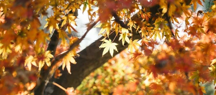 【人事のつぶやき】遠出をしない休日。近場の紅葉をみにいってきました！