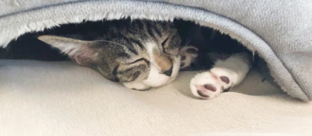 【働き方紹介】1日5回、子猫にウェットフードをあげられる“ウルトラリモート”