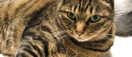 猫好き