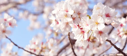 桜の季節