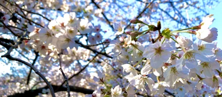東京の人気のお花見スポットをアルコタワーから見下ろす！クラウドナインの4月が始まりました★