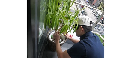植木おじさん、育てる