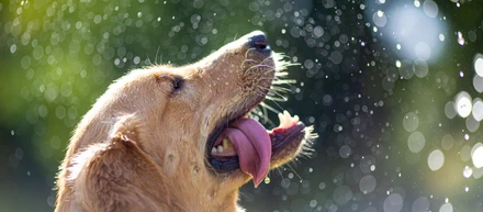 ESA that people with Allergies can keep | 2021 Guide