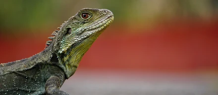 Reptile can also be good ESA | 2021 Guide