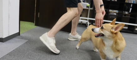 Ptmindのアイドル犬「ミートくん」。