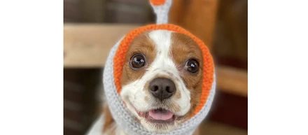 上司の愛犬、小梅ちゃんのために親友とドッグラン作り編