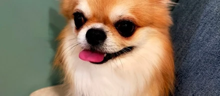 日ごろの癒し