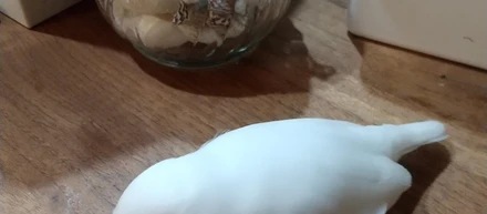 文鳥がカワイイ話
