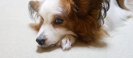 愛しい犬のいる家は、遠かった