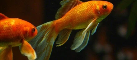 ​​「fish」という超便利なshellの超便利な機能をインストール方法含めご紹介