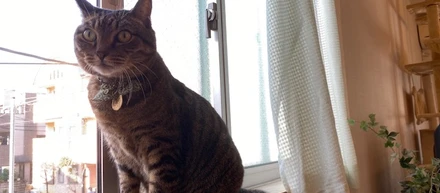 ＃猫がいる暮らし
