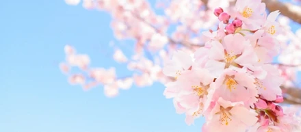 桜の季節