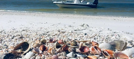 Your Shelling Tour Guide to Florida Seashell