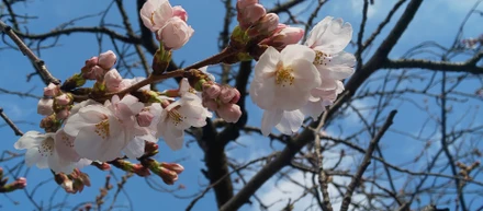 桜、見てますか？