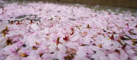 お花見しました🌸🍡