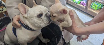 暴れん坊の犬が我が家にやってきた