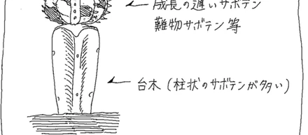 サボテンをお迎えする時の小さなコツ