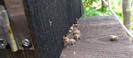 日本蜜蜂の養蜂