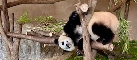 パンダは癒し🐼