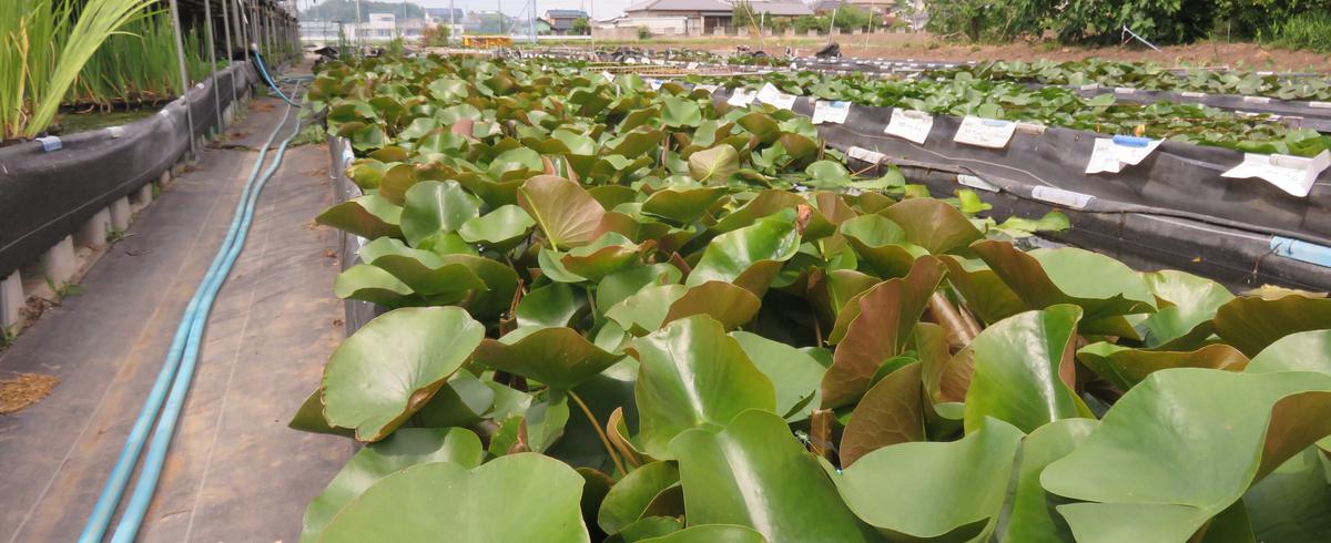 株式会社チャームの採用 求人一覧 Wantedly