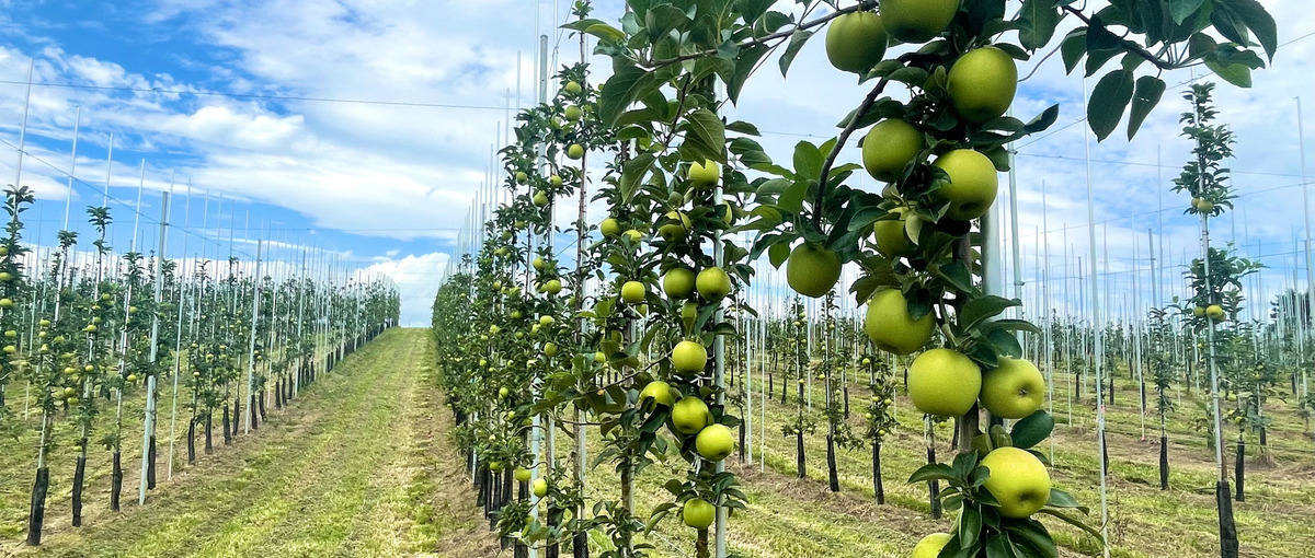 アグリスタートアップの生産事業で農業ビジネスにチャレンジしたい方募集！