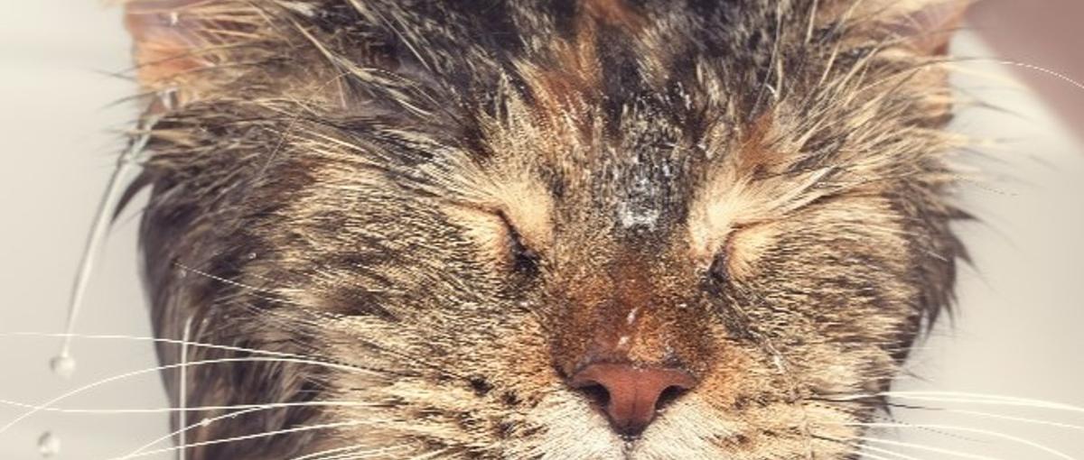 株式会社tylの募集 採用 求人情報 Wantedly