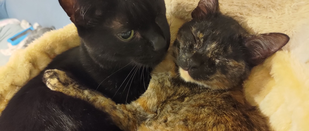 研究×ITの当社で、エンジニアとしてのキャリアをスタートするのはどう？