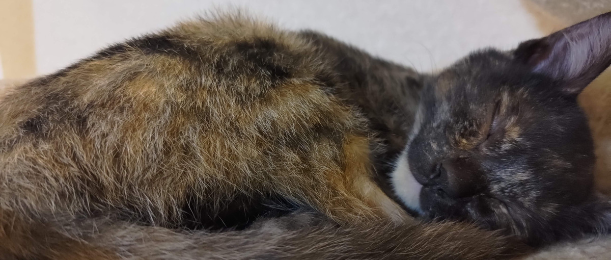 これまでの経験で研究×ITの未来を変えるエンジニア仲間募集中！