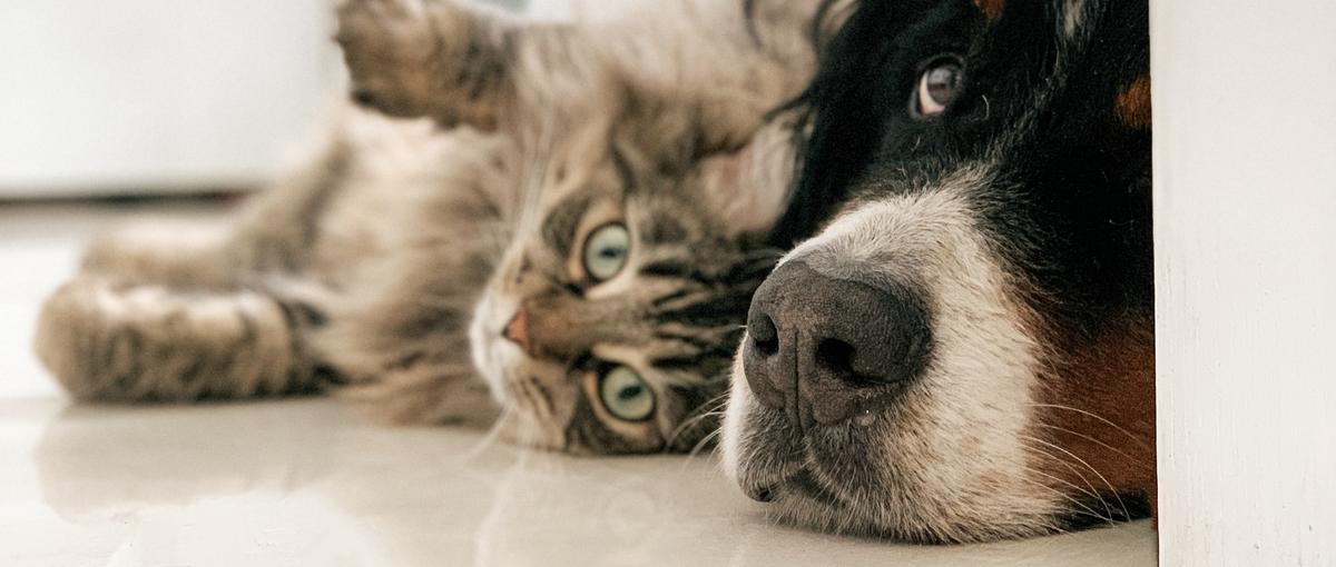 うちのペットがバズる⁈ペット商品やサービスを体験・記事にして稼ぐ！