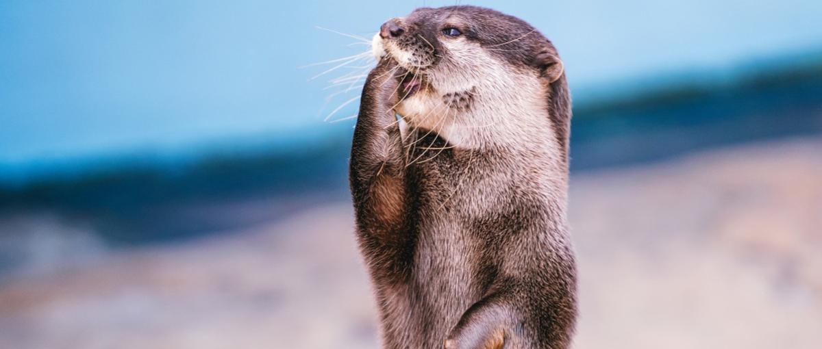 目指せITエンジニア！フュージョニアがキャリアを創ります！