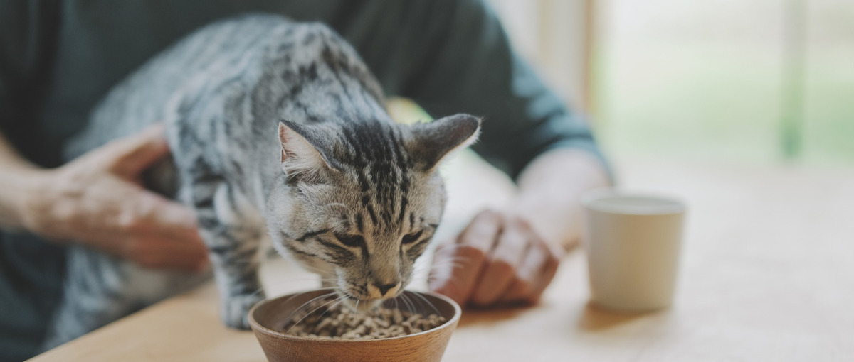 IPOに向けて人員拡大！犬猫の幸せを作るペットフードD2Cのマーケター募集