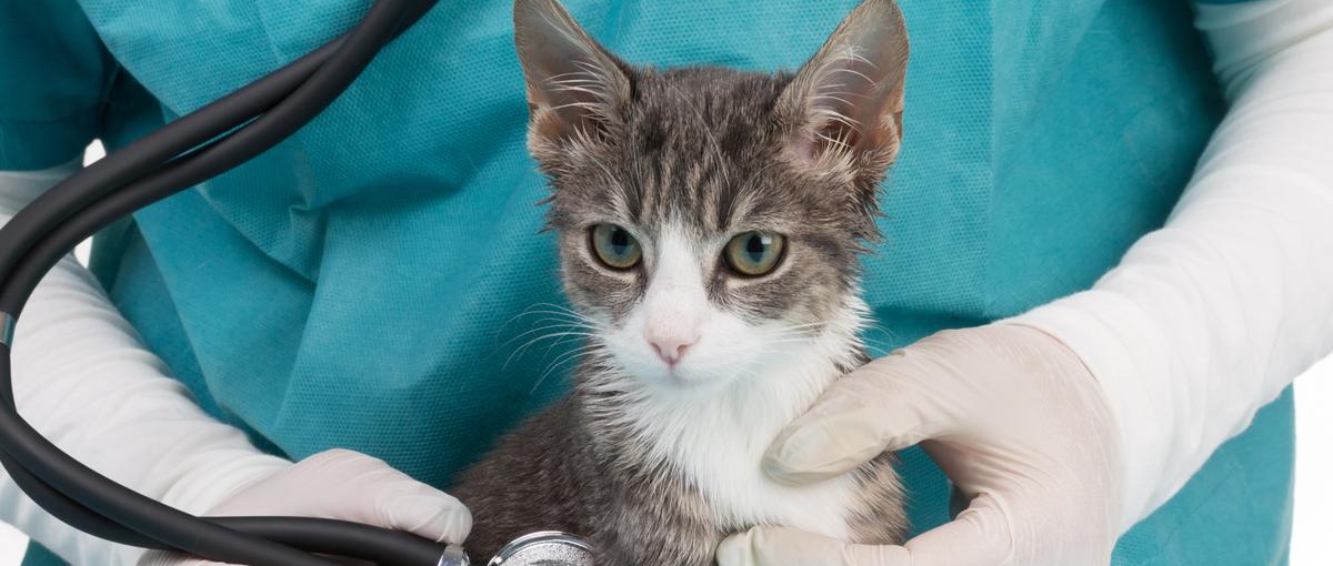 未来のペット業界を担う、急成長ベンチャーのTYL