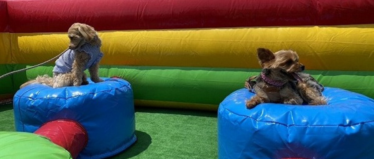 全国各地から応募可能！ペットエンタメ新商品開発インターン　11月スタート！