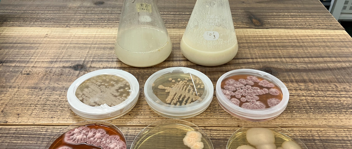 バイオ素材の研究開発：微生物バイオものづくり基礎研究をリード！