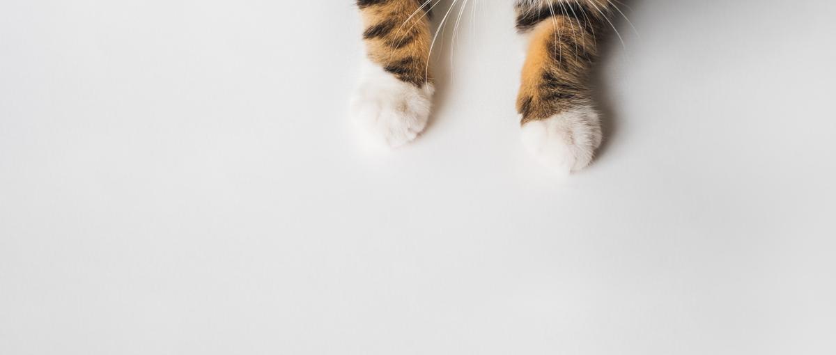 オープンポジション：TYLが目指す動物の未来を一緒につくりませんか？