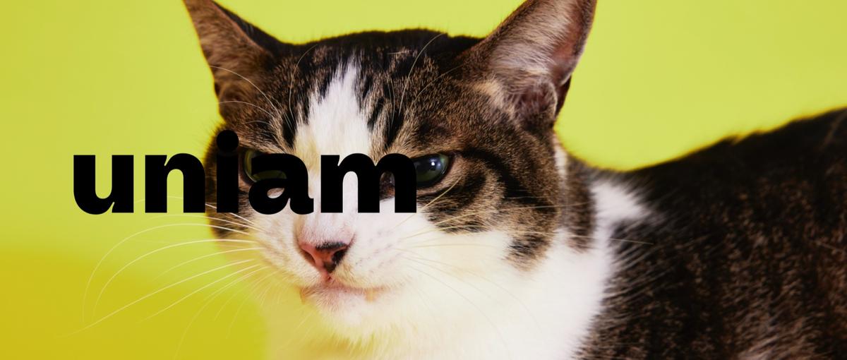 注目のキャットブランドで成長したい事業グロースマーケター募集！