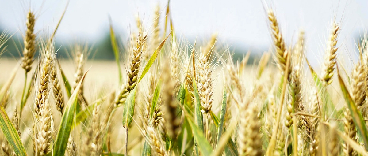 農業がやりたい！新たなチャレンジを求める仲間募集！！！